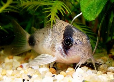 Фото Коридорас панда, сомик панда Corydoras panda  (photo#21630)