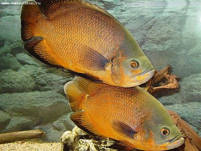 Фото Астронотус Astronotus ocellatus  (photo#21646)