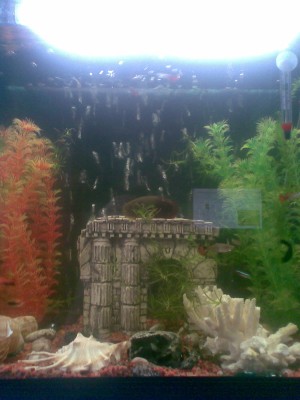 Мой аквариум 90 литров dima  - 036.jpg