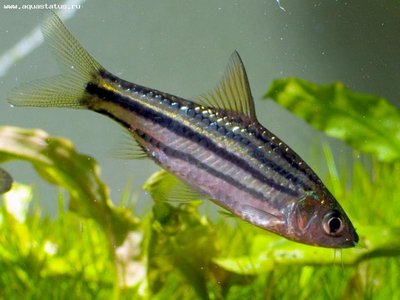 Барбус четырехлинейный (Puntius lineatus, barbus lineatus)