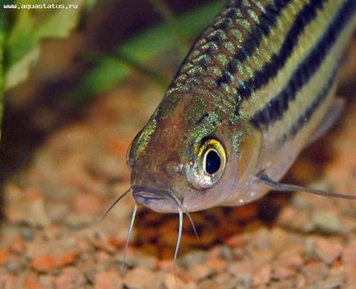 Барбус четырехлинейный (Puntius lineatus, barbus lineatus)