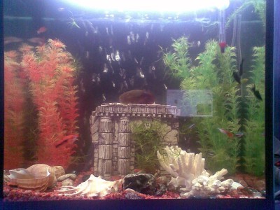 Мой аквариум 90 литров dima  - 035.jpg