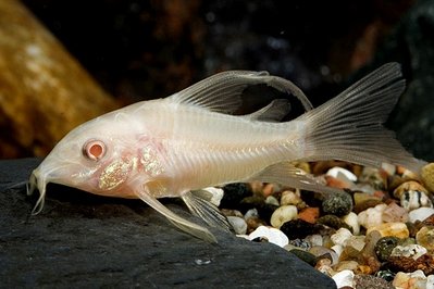 Фото Коридорас крапчатый, сомик крапчатый Corydoras paleatus  (photo#21734)