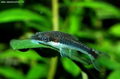 Фото Отоцинклус простой Otocinclus affinis  (photo#21755)