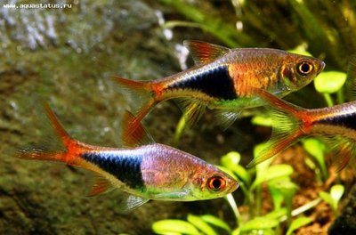 Фото Расбора Гетероморфа Rasbora heteromorpha  (photo#21758)