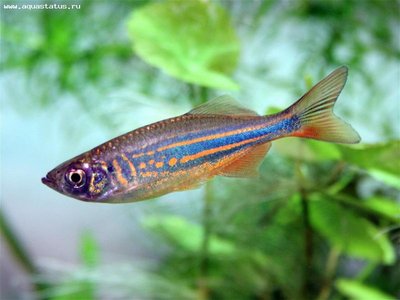 Фото Данио малабарский Danio aequipinnatus  (photo#21779)