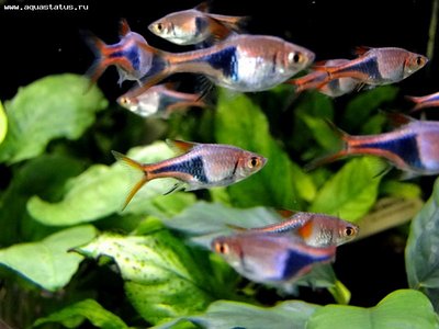 Фото Расбора Гетероморфа Rasbora heteromorpha  (photo#21785)