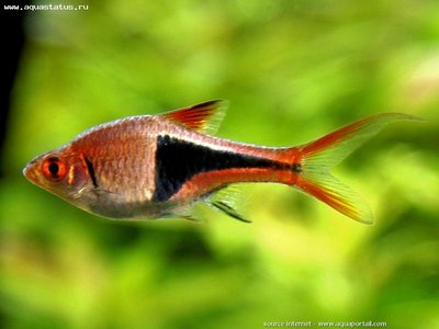 Фото Расбора Гетероморфа Rasbora heteromorpha  (photo#21786)