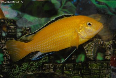 Фото Лабидохромис еллоу Labidochromis caeruleus yellow  (photo#21797)