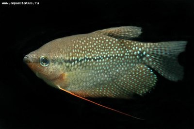 Фото Гурами жемчужный Trichogaster leeri  (photo#21819)