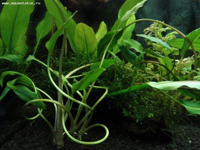 Опознание аквариумных растений - Наши фото 002 (2).JPG