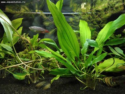 Фото Опознание аквариумных растений (photo#21837)