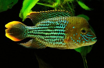 Фото Акара бирюзовая Aequidens rivulatus, Chromis rivulata  (photo#21897)