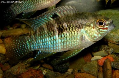 Фото Акара круглоголовая, акара курвицепс Laetacara curviceps, Aequidens curviceps  (photo#21904)