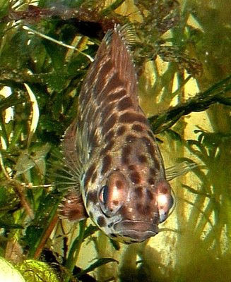 Фото Ксенопома леопардовая или пятнистая Ctenopoma acutirostre, Anabas acutirostris  (photo#21943)