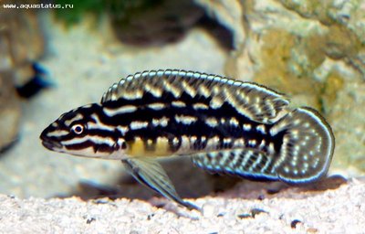 Фото Юлидохромис Марлиера, юлидохромис сетчатый Julidochromis marlieri  (photo#21953)