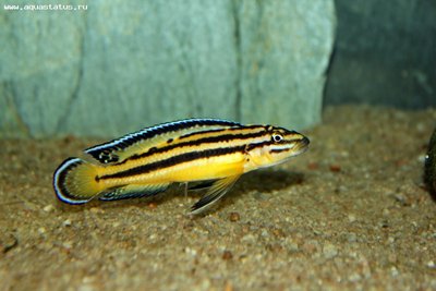 Фото Юлидохромис Регана Julidochromis regani  (photo#21955)