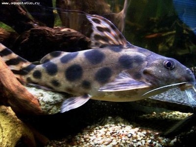 Синодонтис флаговый, Синодонтис декорус (Synodontis decorus)