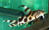 Синодонтис флаговый, Синодонтис декорус (Synodontis decorus)