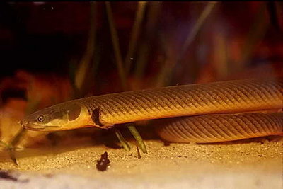 Каламоихт калабарский (Erpetoichthys calabaricus, Calamoichthys calabaricus)