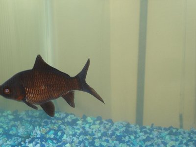 Фото золотая рыбка поменяла цвет (photo#221)