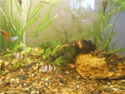 Фото Мой аквариум 200 литров болик  (photo#2218)