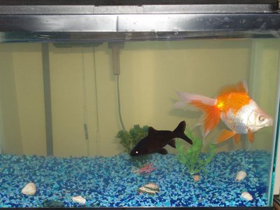 Фото золотая рыбка поменяла цвет (photo#222)