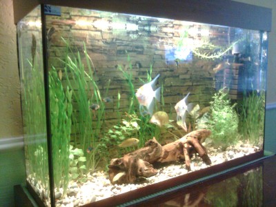 Мой первый аквариум 130 литров denis-gruenk  - 0194.jpg