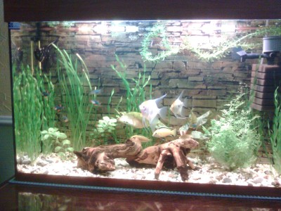 Мой первый аквариум 130 литров denis-gruenk  - 0199.jpg