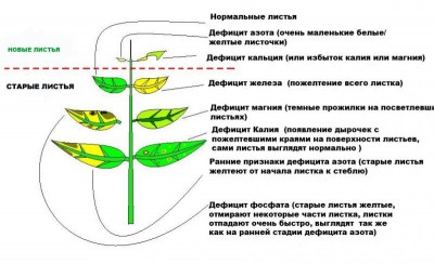 Признаки недостатка микроэлементов в растениях - элементов а растениях.jpg