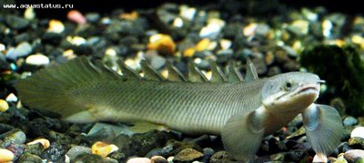 Фото Полиптерус сенегальский Polypterus senegalus  (photo#22262)