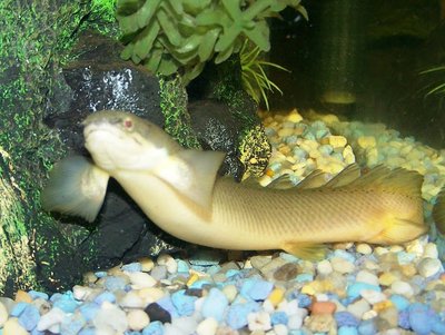 Фото Полиптерус сенегальский Polypterus senegalus  (photo#22263)