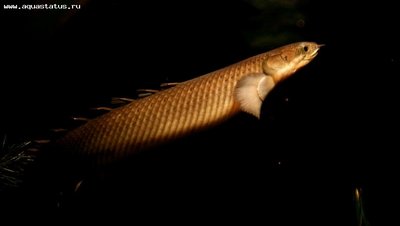 Фото Полиптерус сенегальский Polypterus senegalus  (photo#22264)