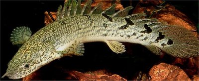 Фото Полиптерус сенегальский Polypterus senegalus  (photo#22266)