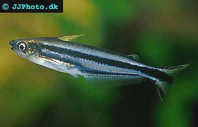 Стеклянный сомик полосатый (Pareutropius buffei, Eutropiellus buffei)