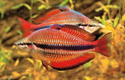 Радужница трехполосая (Melanotaenia trifasciata)