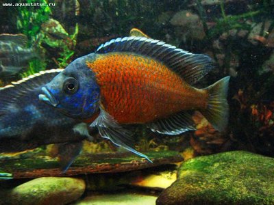 Копадихромис Каданго (Copadichromis borleyi sp. "Kadango")