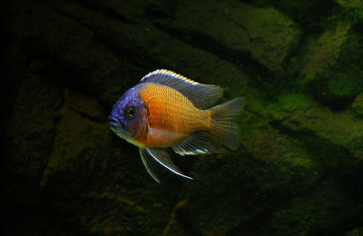 Копадихромис Каданго (Copadichromis borleyi sp. "Kadango")