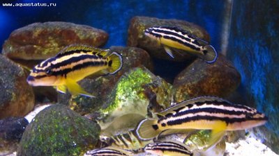 Фото Юлидохромис орнатус, золотой попугай Julidochromis ornatus  (photo#22368)