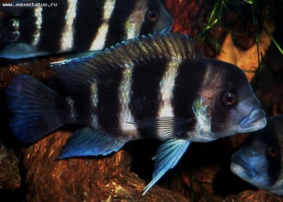 Фото Фронтоза, Королева Танганьики Cyphotilapia frontosa  (photo#22376)