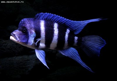 Фото Фронтоза, Королева Танганьики Cyphotilapia frontosa  (photo#22377)