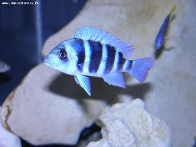 Фото Фронтоза, Королева Танганьики Cyphotilapia frontosa  (photo#22378)