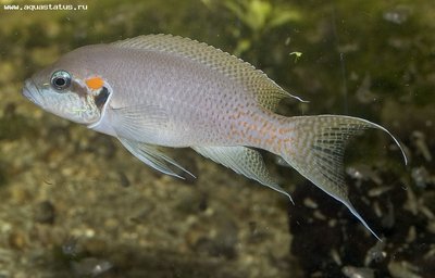 Фото Принцесса Бурунди Neolamprologus brichardi  (photo#22452)