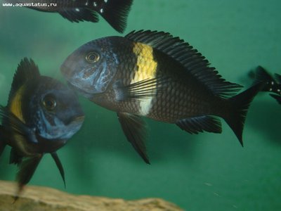 Фото Трофеус звездчатый Tropheus duboisi  (photo#22454)