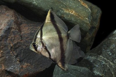 Фото Монодактил серебряный, Серебряная ласточка Monodactylus argenteus  (photo#22506)