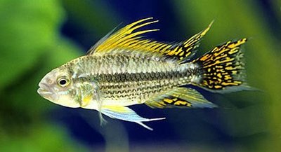 Фото Апистограмма какаду Apistogramma cacatuoides  (photo#22515)