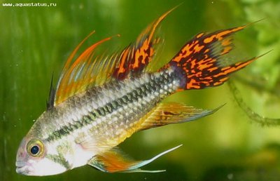 Фото Апистограмма какаду Apistogramma cacatuoides  (photo#22516)