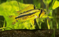 Фото Апистограмма какаду Apistogramma cacatuoides  (photo#22517)