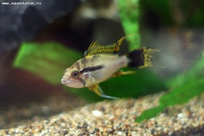 Фото Апистограмма какаду Apistogramma cacatuoides  (photo#22519)