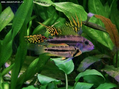 Фото Апистограмма какаду Apistogramma cacatuoides  (photo#22526)